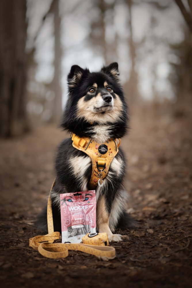 Woolf Soft Cubes – Hondensnacks 100 g