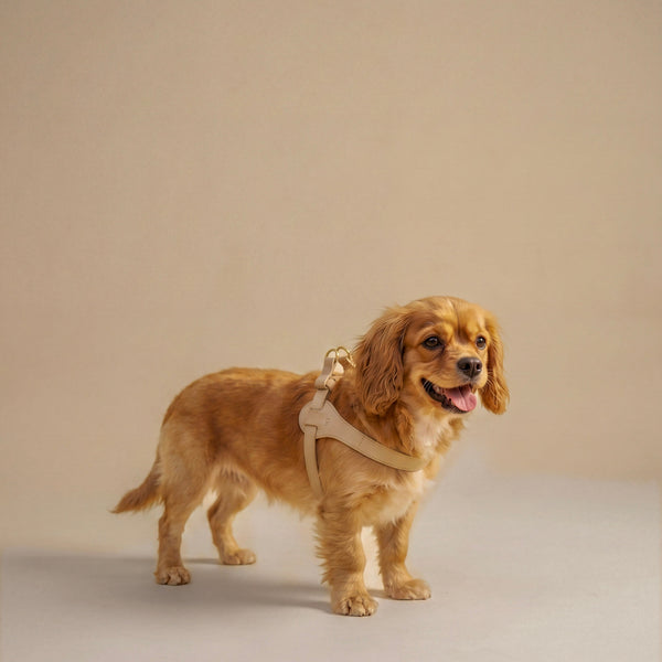 Mokka Ghiaccio
