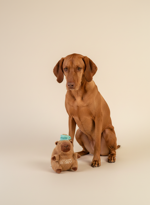 FuzzYard Happybaras - Capy-Ccino — lifestyle met hond | The Snuffle Studio