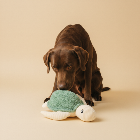 FuzzYard LIFE - Sea Life Toy - Myrtle Green Turtle — lifestyle met hond | The Snuffle Studio
