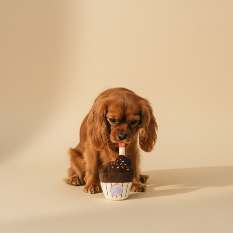 FuzzYard Plush Toy - Birthday Cupcake — lifestyle met hond | The Snuffle Studio