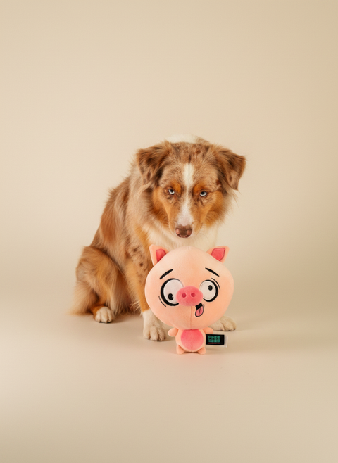FuzzYard Noggins - Snoop Hogg — lifestyle met hond | The Snuffle Studio