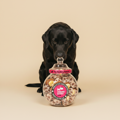 The Barking Bakery Mini Iced Woofin — lifestyle met hond | The Snuffle Studio