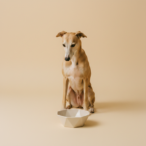 Ferribiella Pitagora Porcelai Bowl | Voerbak — lifestyle met hond | The Snuffle Studio