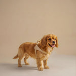 Ferribiella-mokka-harness-ghiaccio