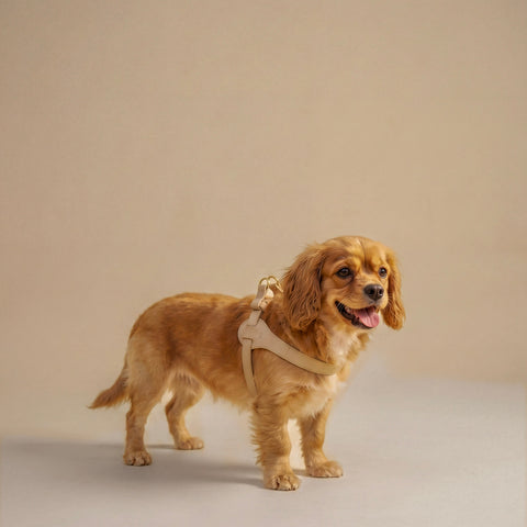 Ferribiella-mokka-harness-ghiaccio
