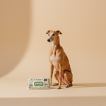 Ferribiella Wet Wipes Herbal (40 stuks) — lifestyle met hond | The Snuffle Studio