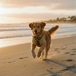 FuzzYard Biggie Smiles · Step-in Harnas — lifestyle | The Snuffle Studio