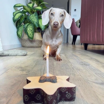 The Barking Bakery Pawty Cake – Star