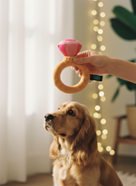 FuzzYard Love Collection - Diamond In The Ruff Ring — lifestyle | The Snuffle Studio