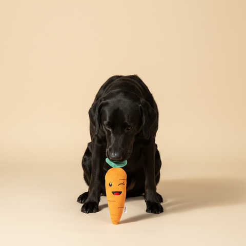 FuzzYard Plush Toy - Winky Carrot — lifestyle met hond | The Snuffle Studio