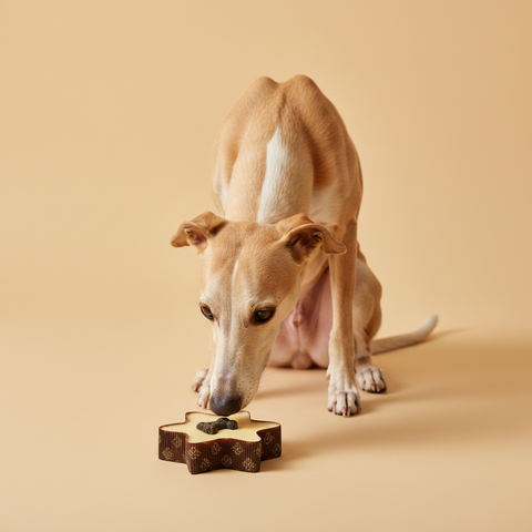 The Barking Bakery Pawty Cake – Star — lifestyle met hond | The Snuffle Studio
